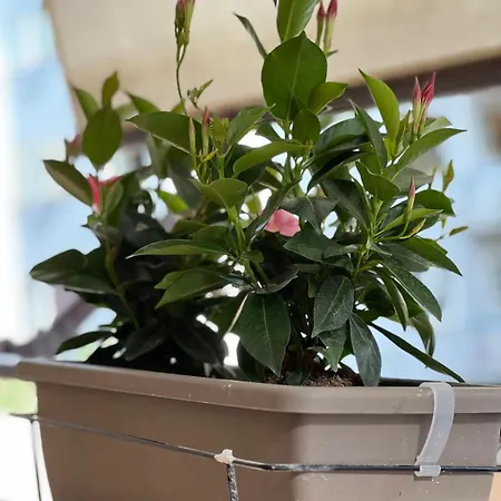 Artpa Gianicolo, Řím